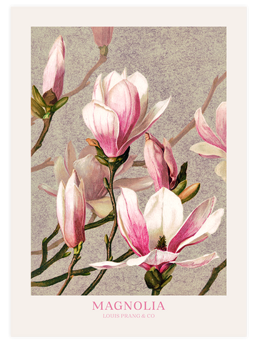 Magnolia - Art Print Magnolia - Art Print