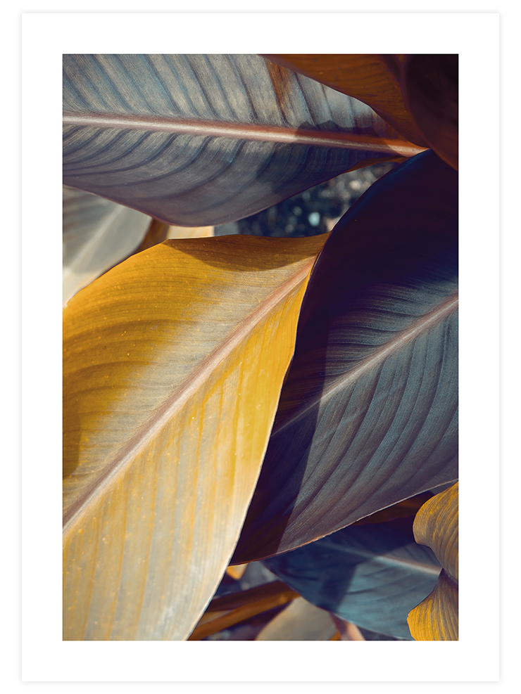 Makro Yaprak N2 - Art Print Fotoğraflar Poster