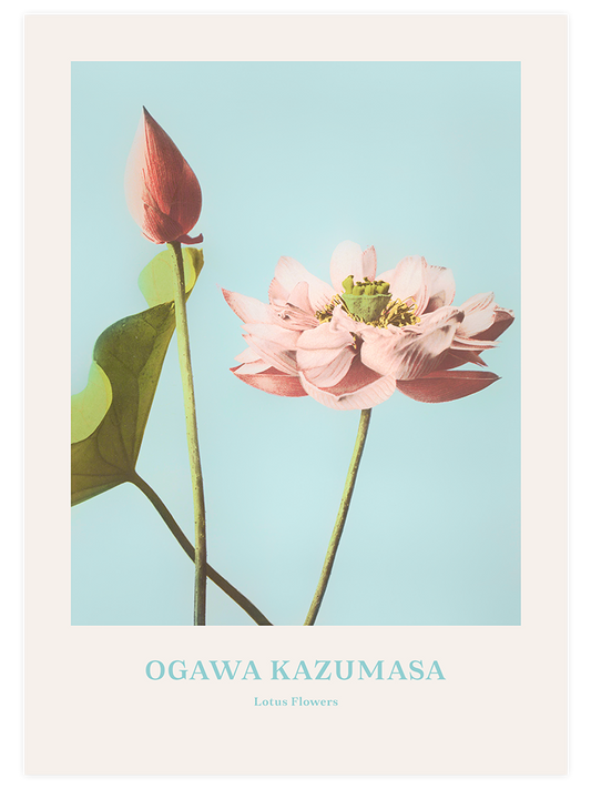 Ogawa Kazumasa Lotus Flowers Poster - Giclée Baskı