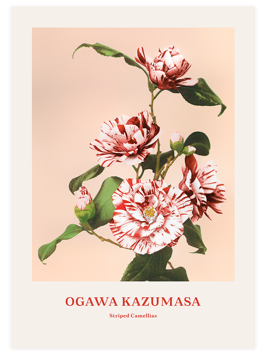 Ogawa Kazumasa Striped Camellias Poster - Giclée Baskı