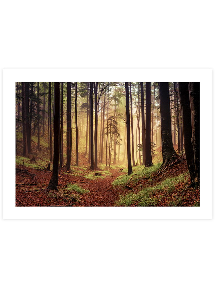 Orman - Art Print Fotoğraflar Poster