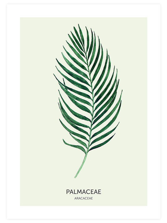 Palmaceae Poster - Giclée Baskı