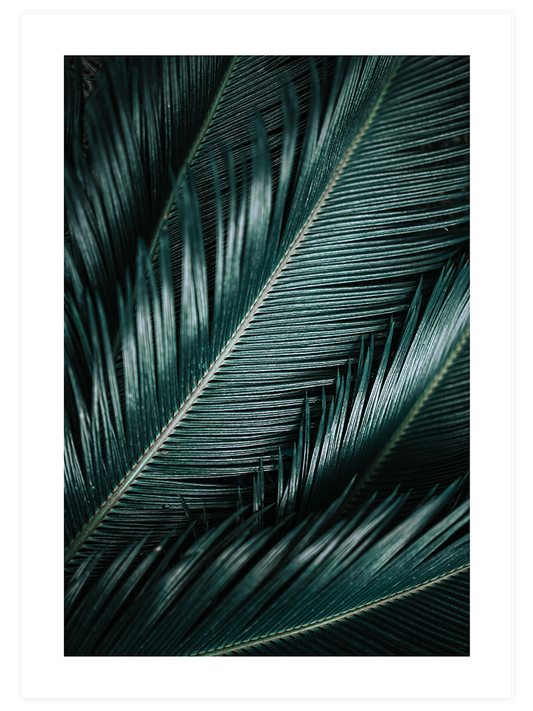 Palmiye Yaprakları Poster - Giclée Baskı