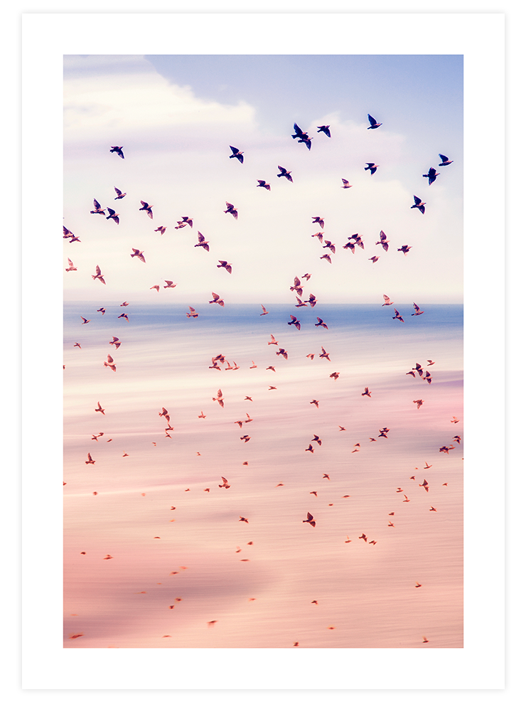 Pamuk Şeker - Art Print Fotoğraflar Poster