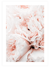 Rose Clair - Art Print