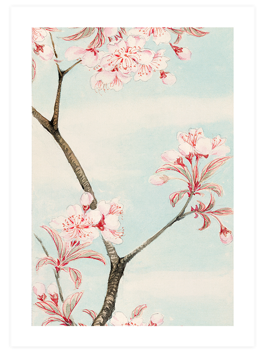 Sakura Cherry Poster - Giclée Baskı