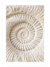 Seashell - Art Print