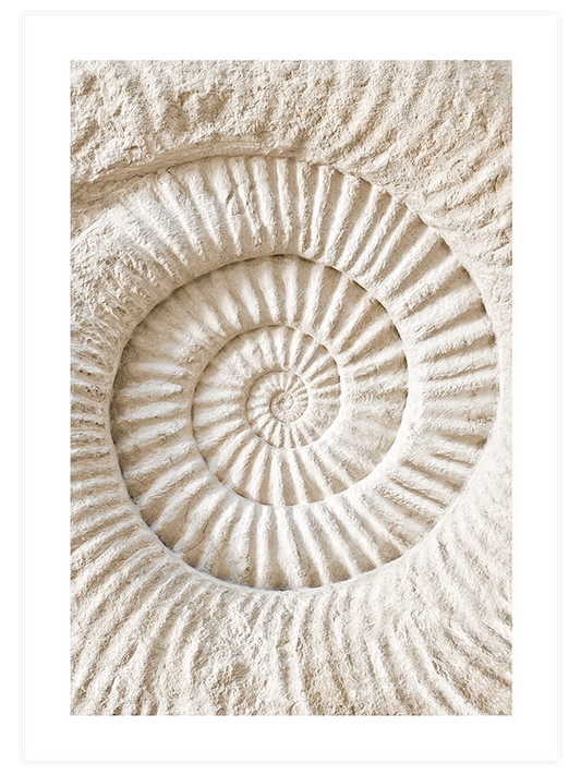Seashell Poster - Giclée Baskı