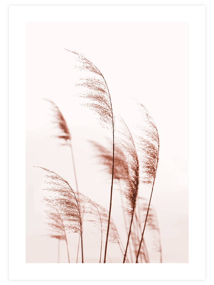 Silvestre N4 - Art Print Poster