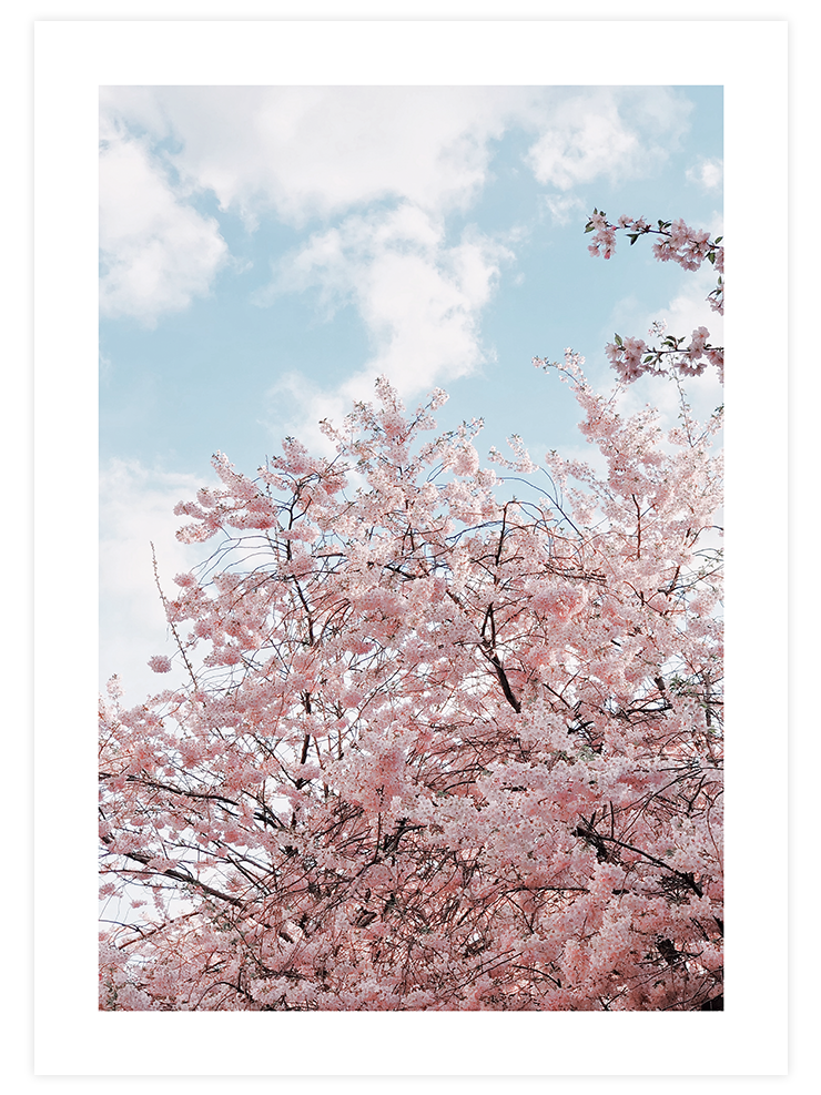 Spring Tree - Art Print Fotoğraflar Poster
