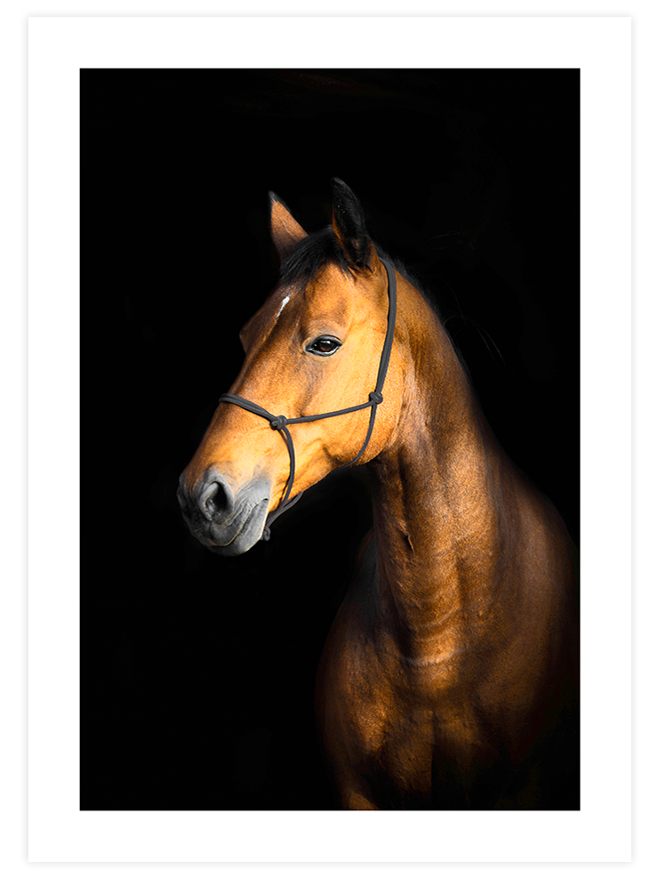The Horse - Art Print Fotoğraflar Poster