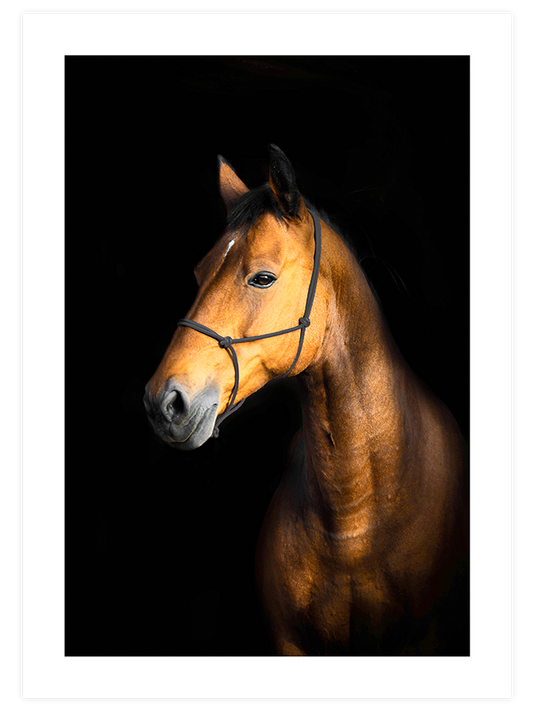 The Horse Poster - Giclée Baskı