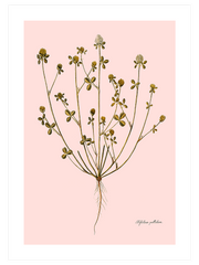 Trifolium Pallidum (Güzel Üçgül) Poster - Giclée Baskı