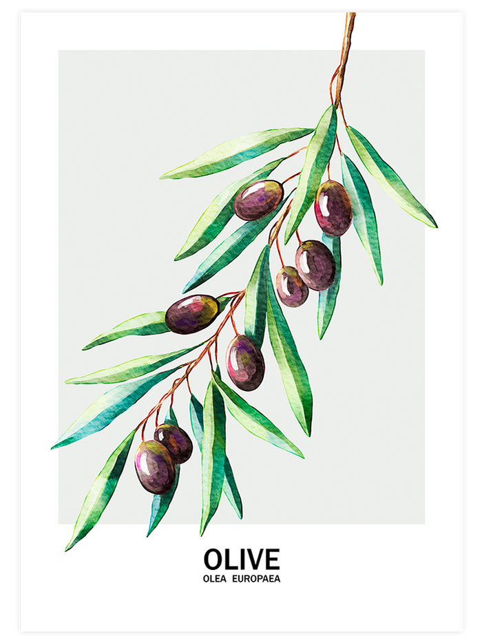 Les Olives - Poster Seti Duo Poster
