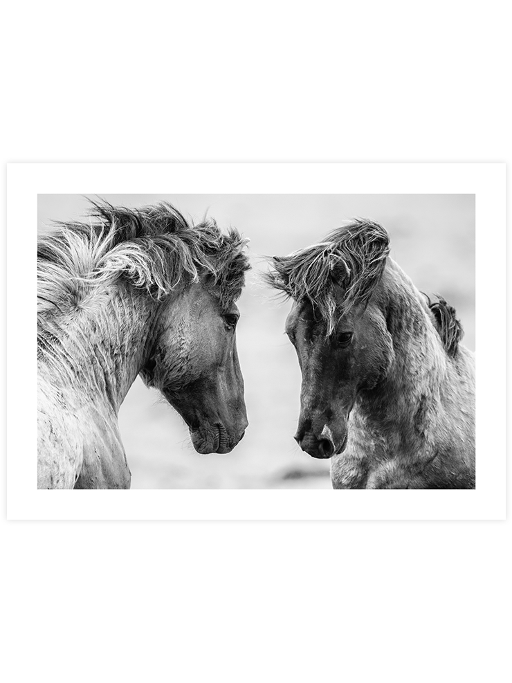 Vahşi Atlar - Art Print Fotoğraflar Poster
