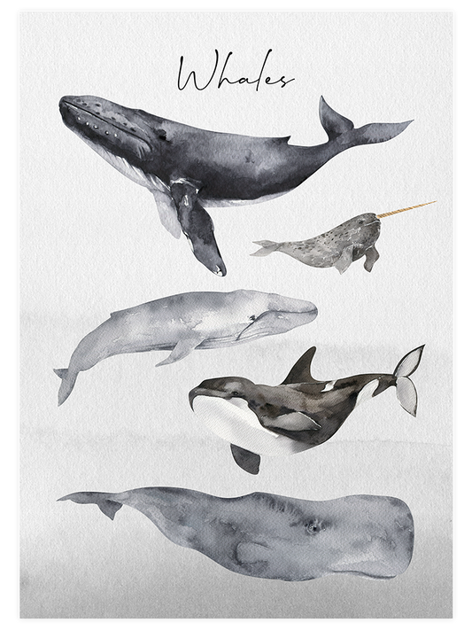 Whales - Fine At Poster