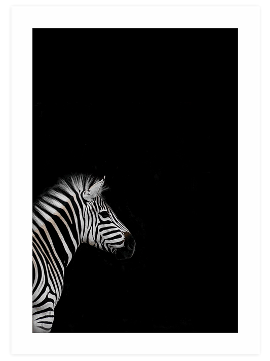 Zebra Poster - Giclée Baskı