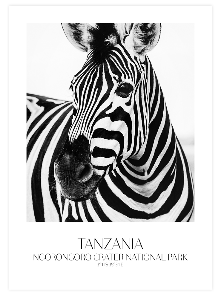 Zèbre De Tanzanie - Art Print Fotoğraflar Poster