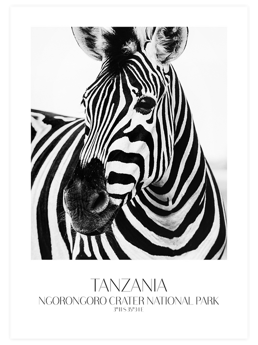 Zèbre De Tanzanie Poster - Giclée Baskı