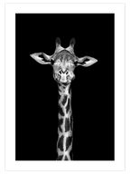 Siyah Beyaz Zürafa - Art Print