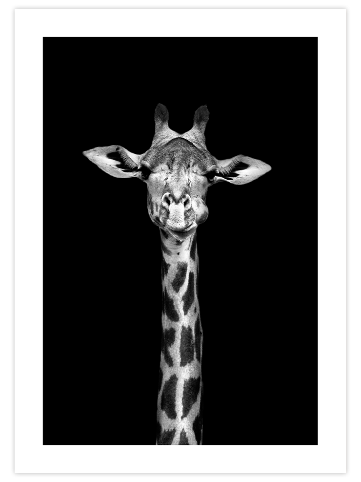 Siyah Beyaz Zürafa - Art Print Fotoğraflar Poster