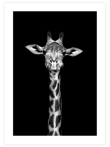 Siyah Beyaz Zürafa - Art Print