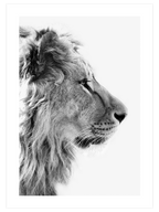 Siyah Beyaz Aslan - Art Print