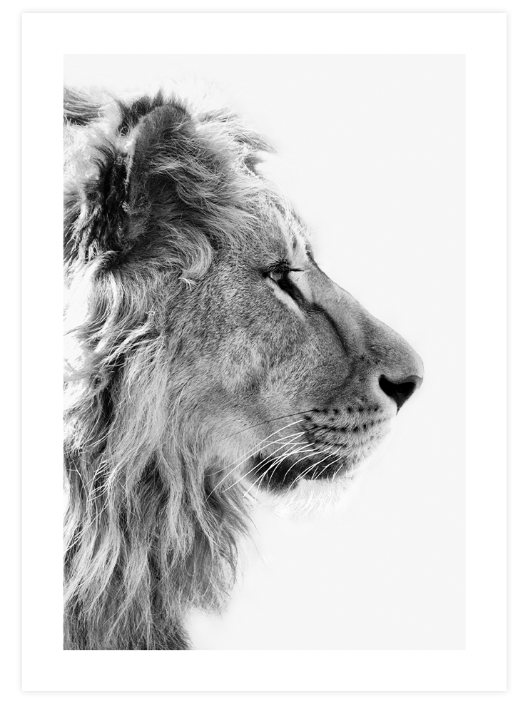 Siyah Beyaz Aslan - Art Print