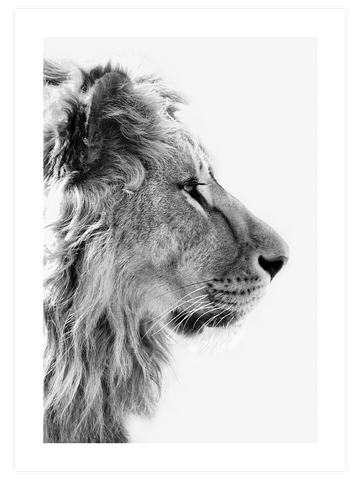 Siyah Beyaz Aslan - Art Print