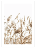 Pampas Otu - Art Print