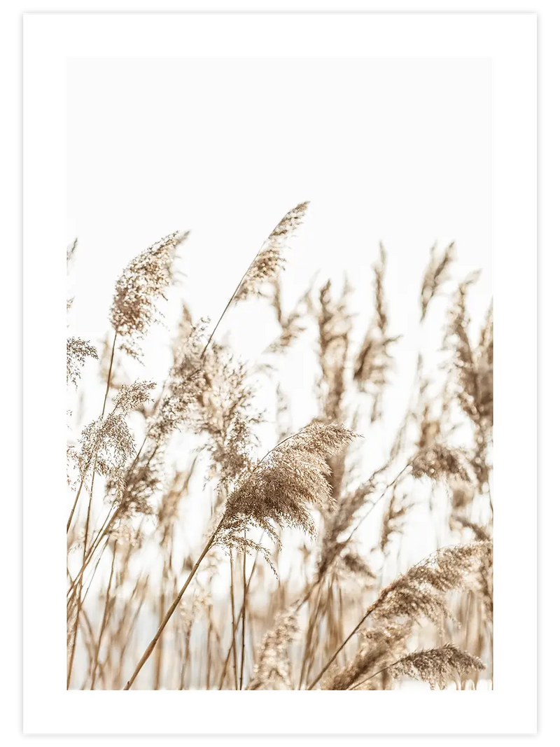 Pampas Otu - Art Print Fotoğraflar Poster