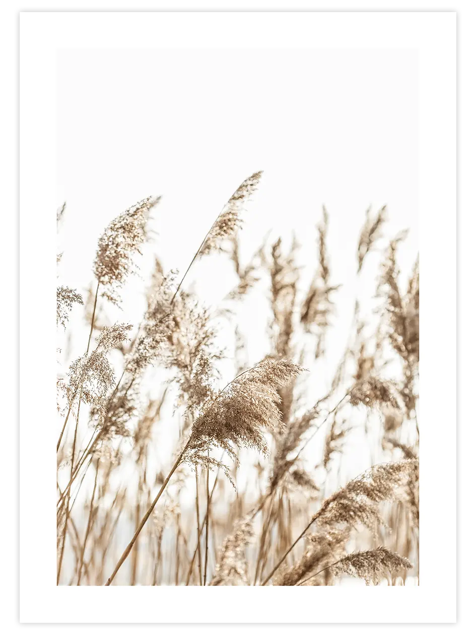 Pampas Otu - Art Print Ürün ana görseli