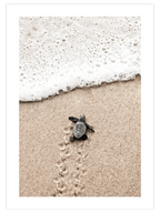 Küçük Kaplumbağa - Art Print