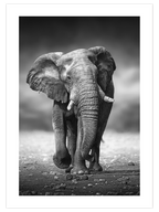 Siyah Beyaz Fil - Art Print