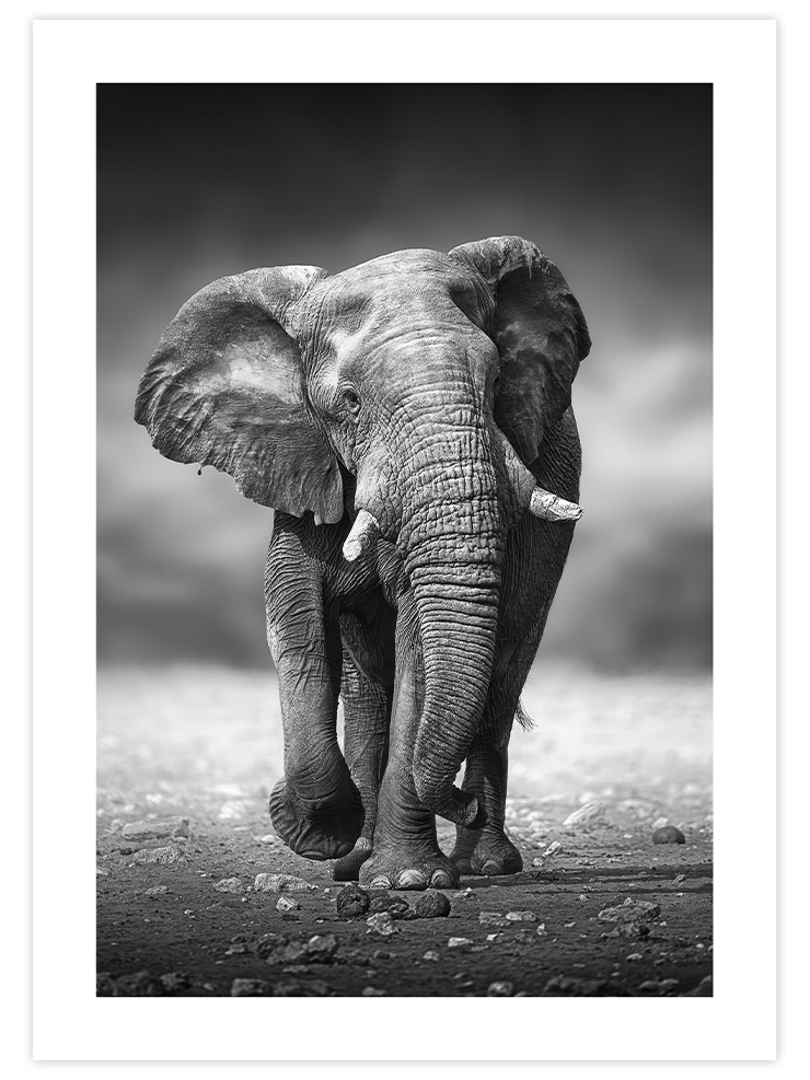 Siyah Beyaz Fil - Art Print