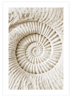 Seashell - Art Print