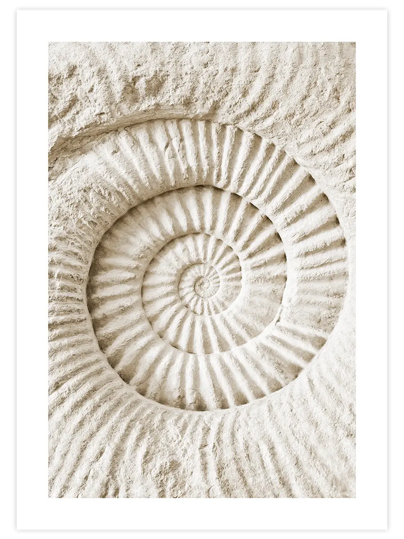 Seashell - Art Print Fotoğraflar Poster
