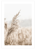 Bej Saz Püskülü - Art Print