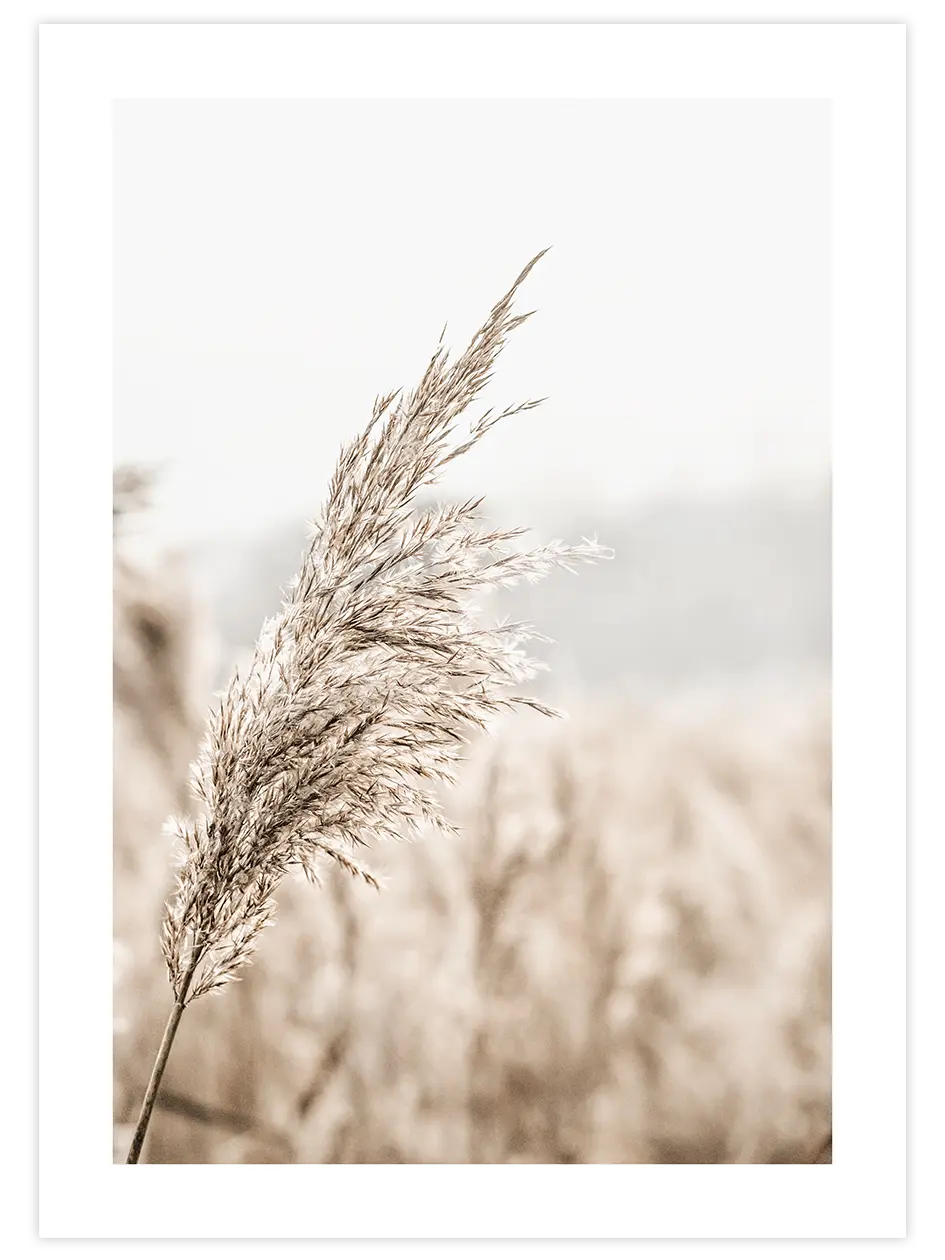 Bej Saz Püskülü - Art Print Fotoğraflar Poster