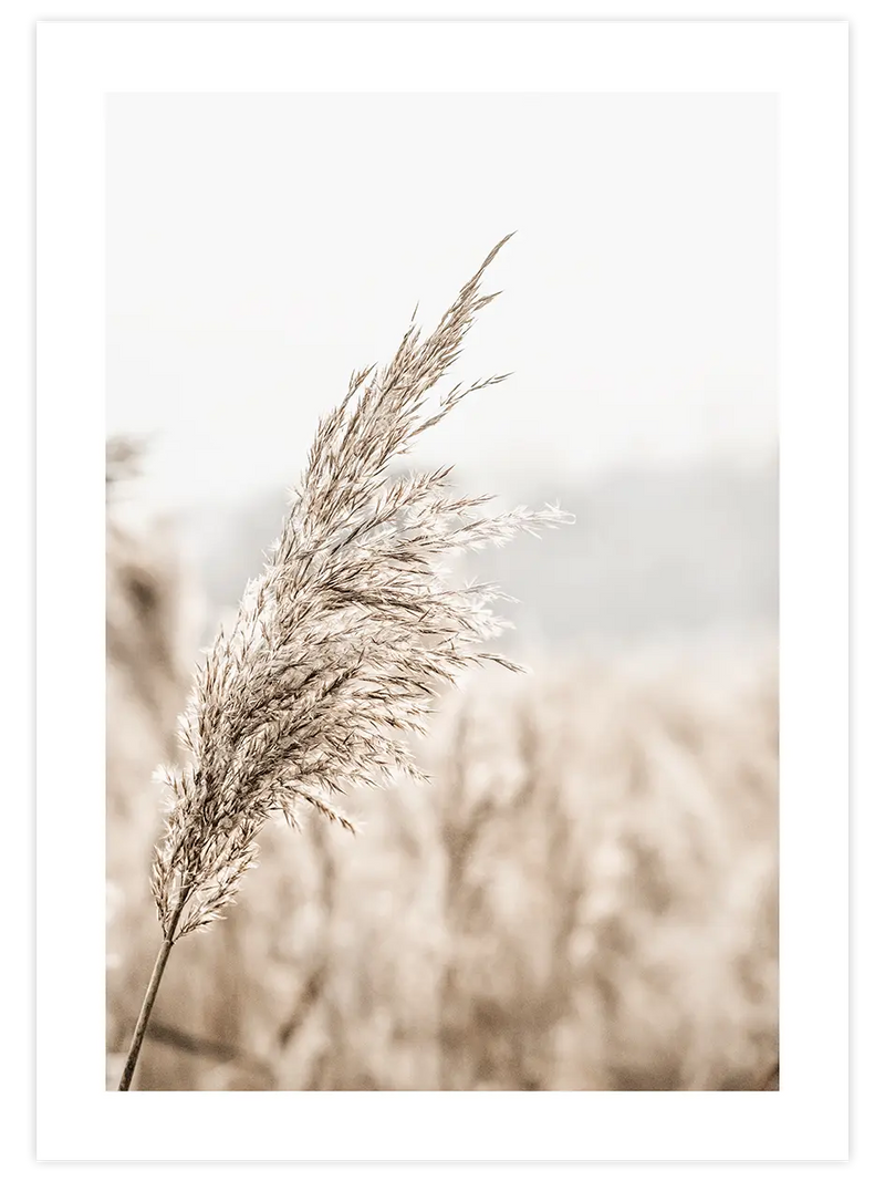 Bej Saz Püskülü - Art Print Fotoğraflar Poster