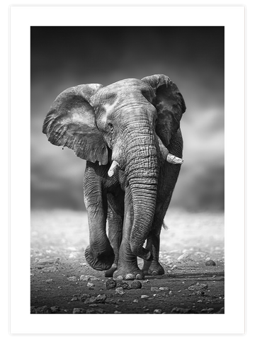 Siyah Beyaz Fil - Art Print