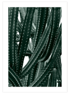 Cactus - Art Print
