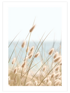 Tavşan Kuyruğu - Art Print