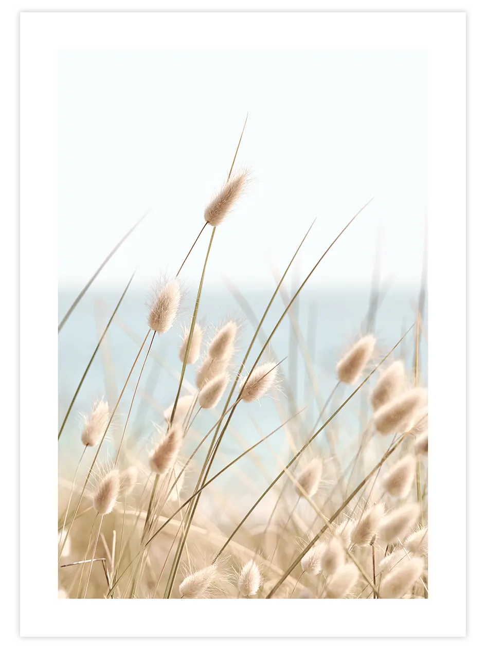 Tavşan Kuyruğu - Art Print Fotoğraflar Poster