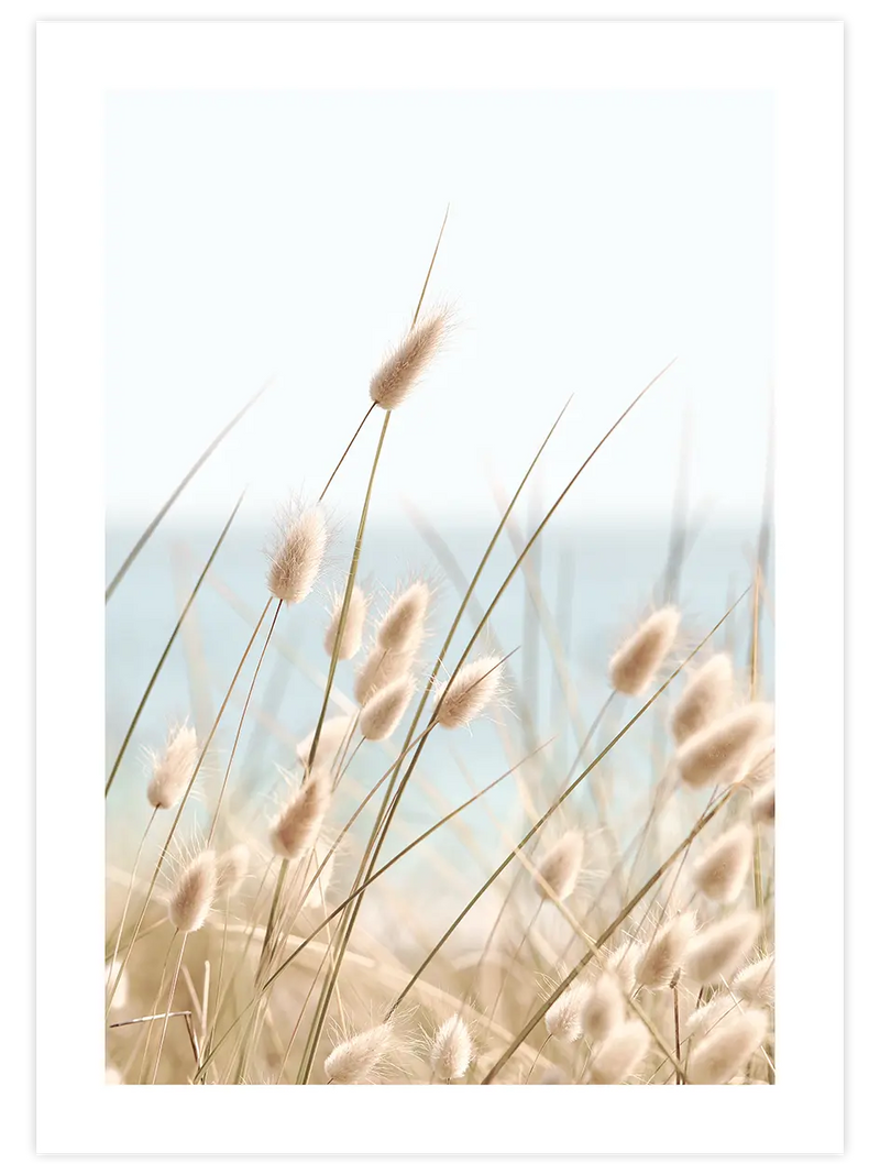 Tavşan Kuyruğu - Art Print Fotoğraflar Poster