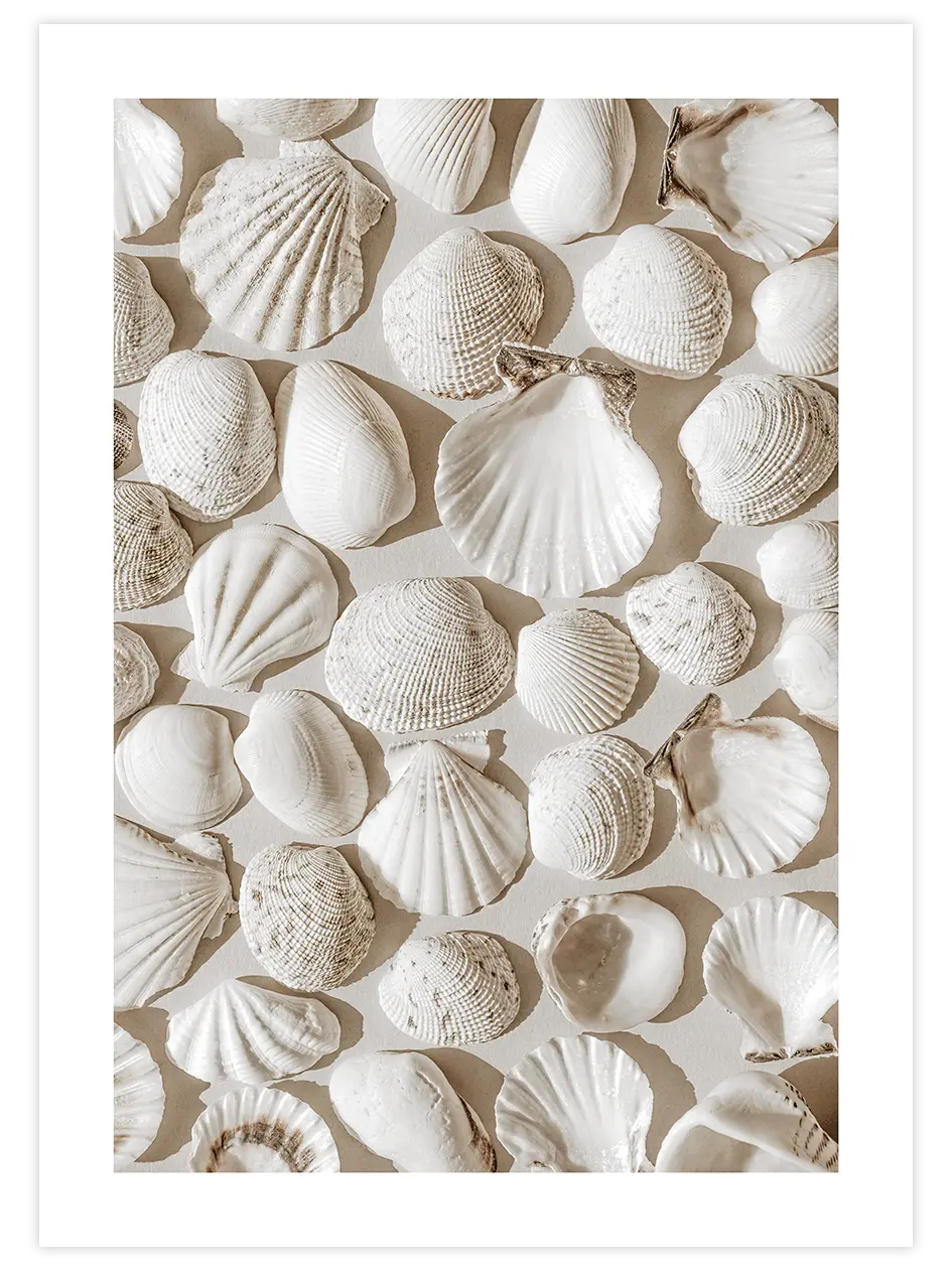 Deniz Kabukları - Art Print Fotoğraflar Poster