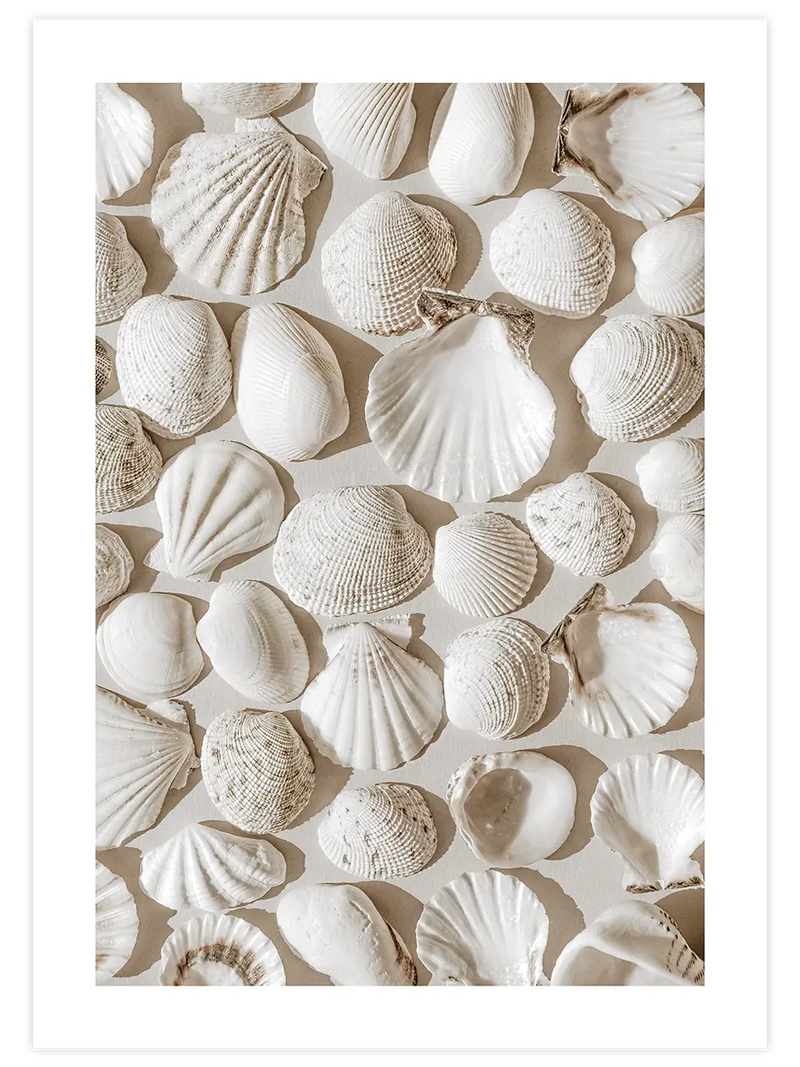 Deniz Kabukları - Art Print Fotoğraflar Poster