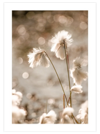 Cottongrass - Art Print