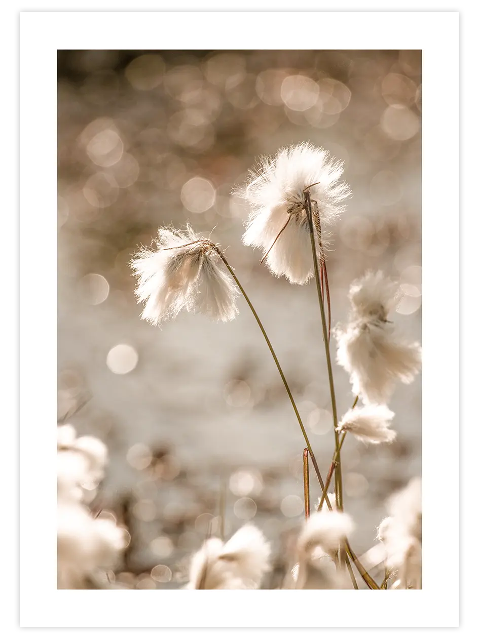 Cottongrass - Art Print Ürün ana görseli