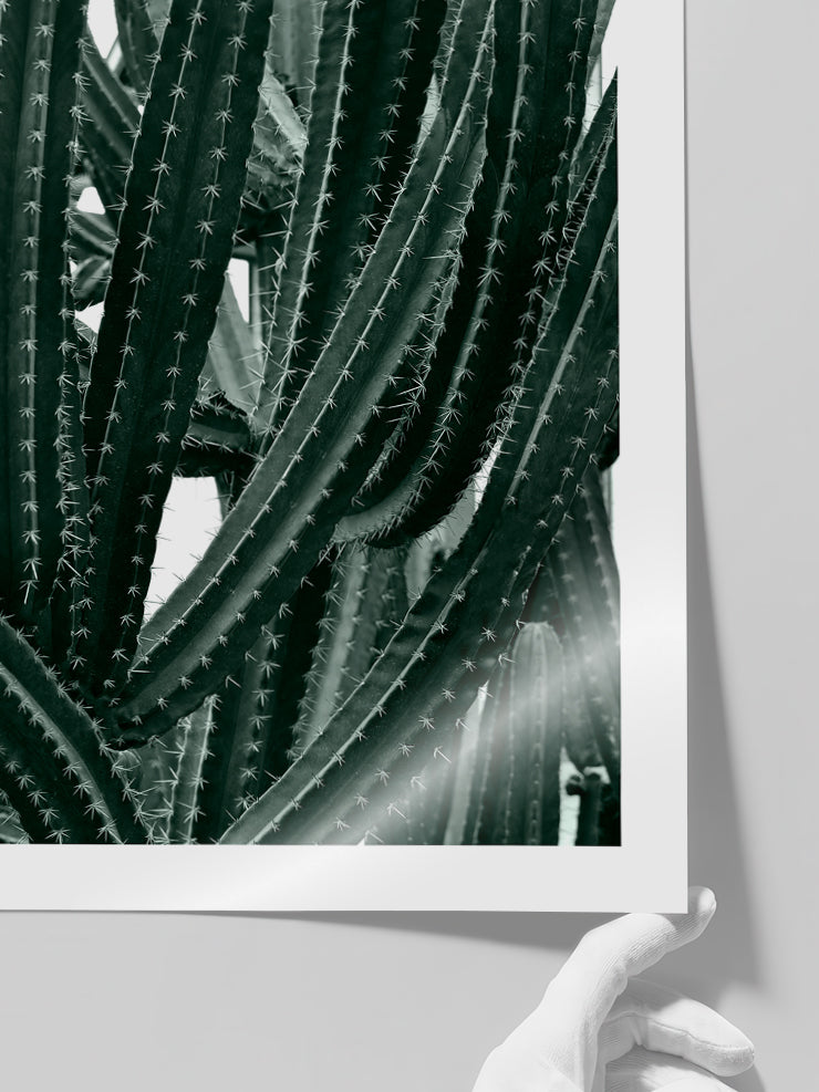Cactus - Art Print  Poster